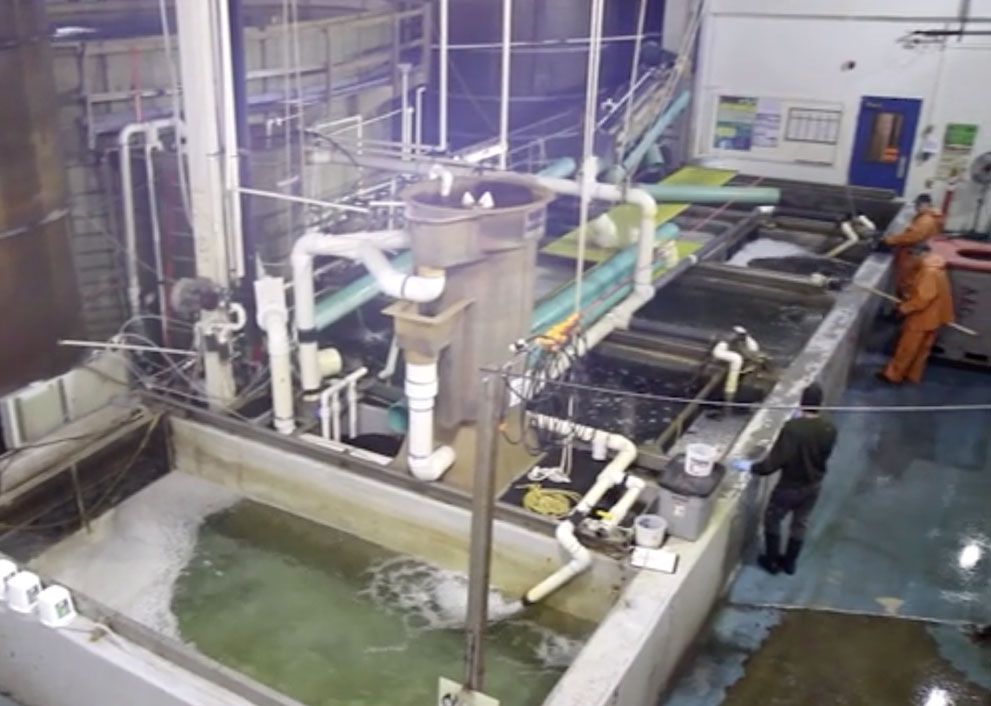 Holliston Sand | Australis Aquaculture