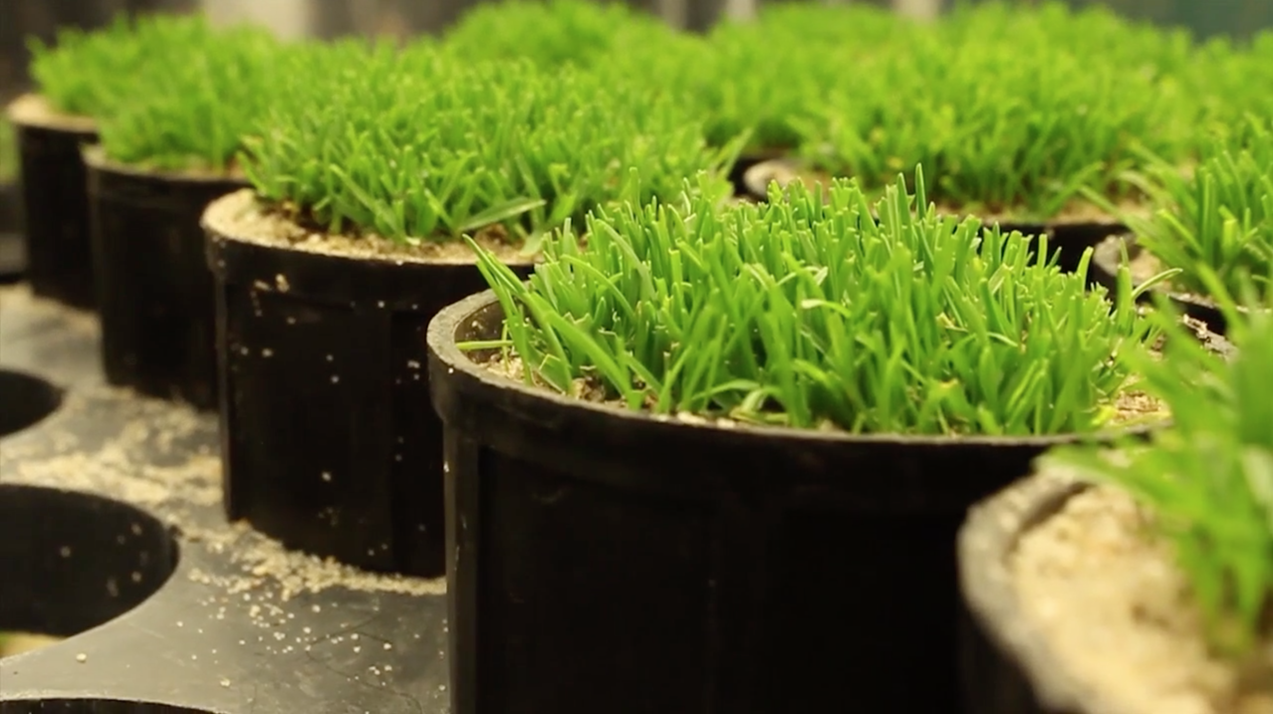 Holliston Sand | UMass Greenhouse Labs